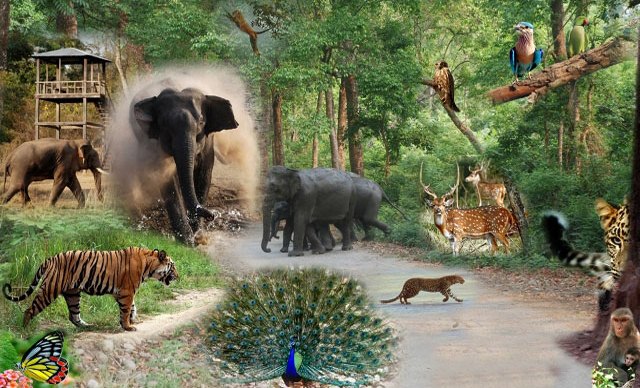 Wildlife in Uttarakhand